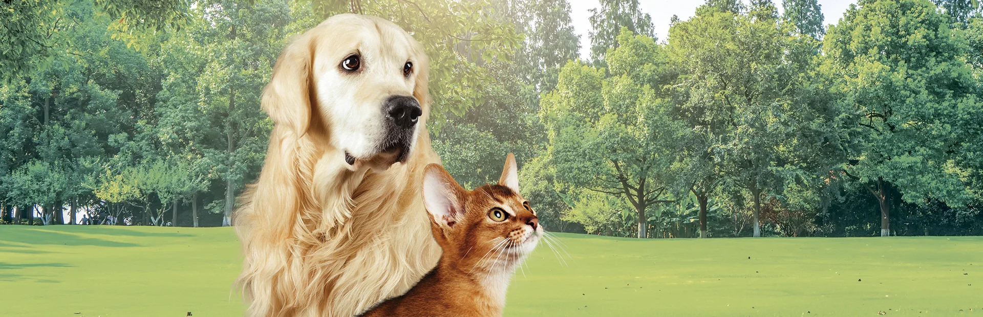 Mobile veterinary consultation