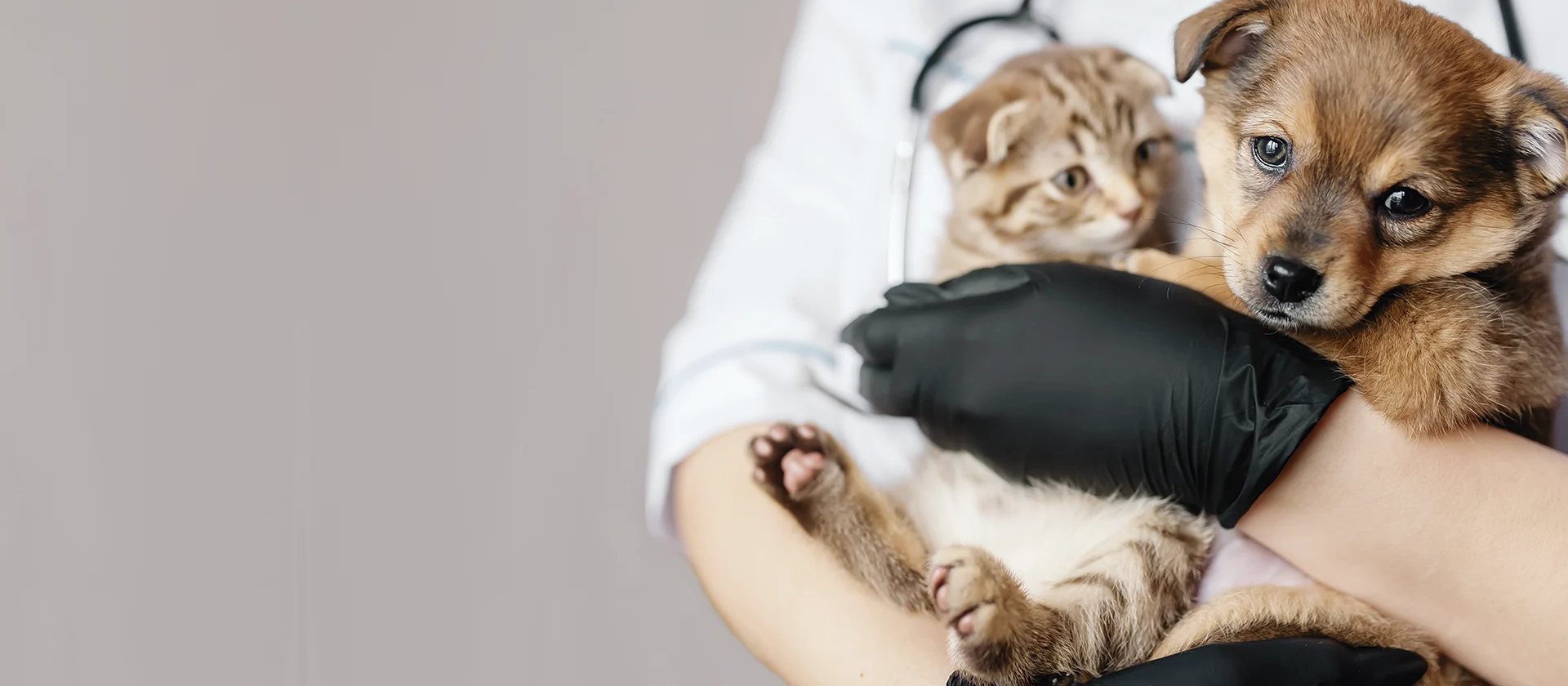 Veterinary services banner