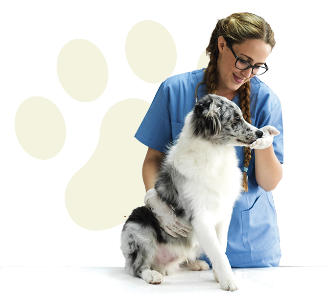 Mobile Veterinarian Serving Orlando, FL