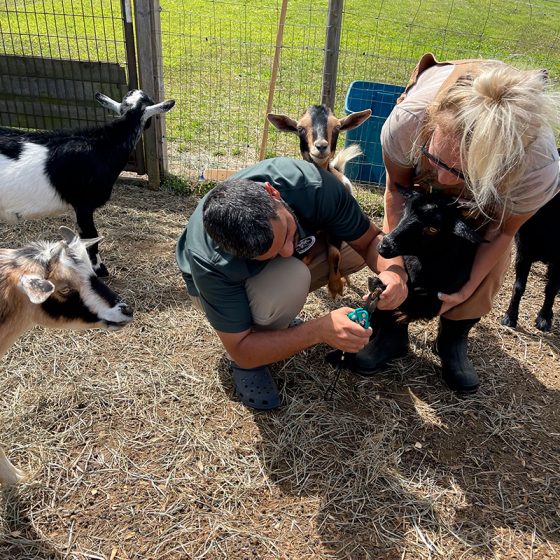 Mobile Veterinarian Serving Orlando, FL